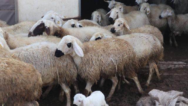 "Kırsalda Bereket Küçükbaşa Destek" projesine başvurular başladı